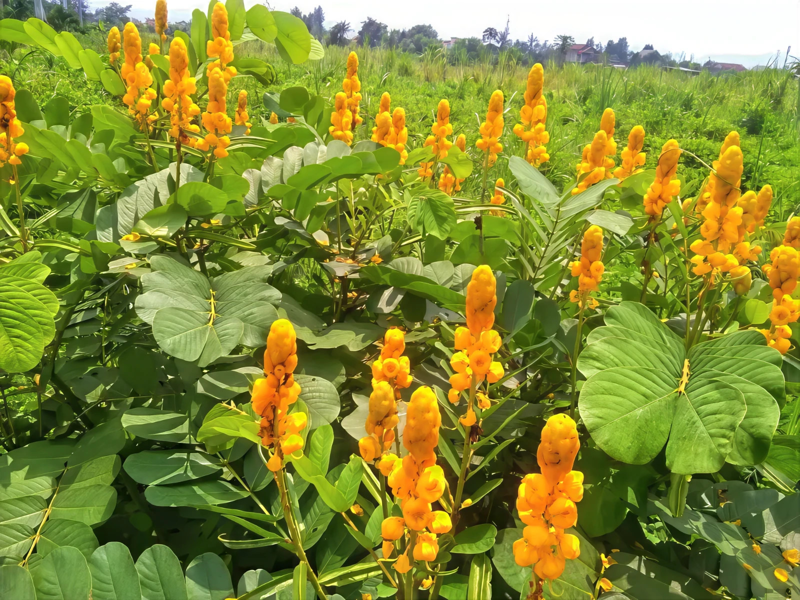 20 CANDLE BUSH SEEDS Cassia Alata Senna Tree Plant “Flowers Attract Butterflies”
