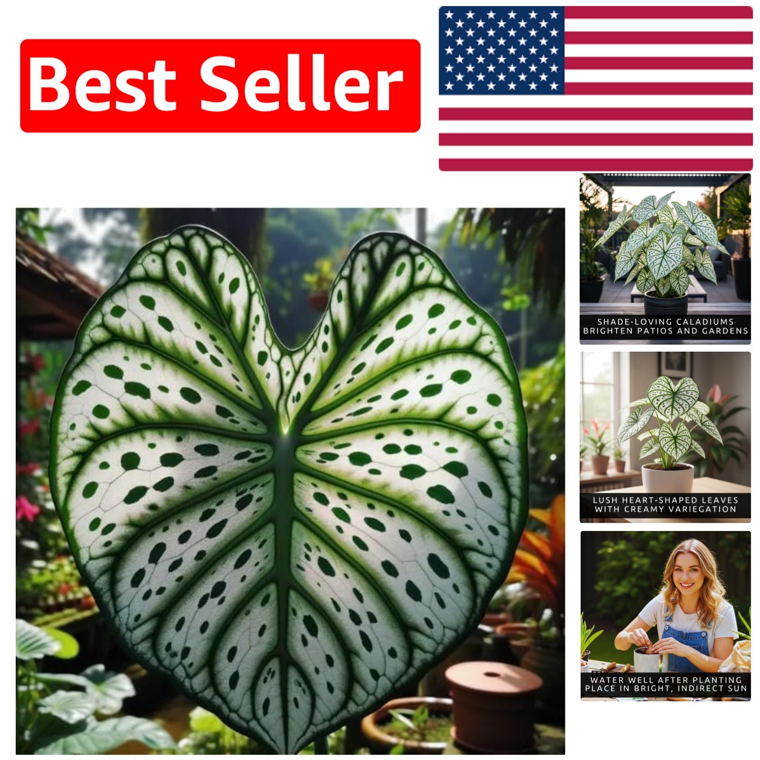 Elegant Green and White Caladium Bulbs – 6 Easy to Grow for Tropical Elegance