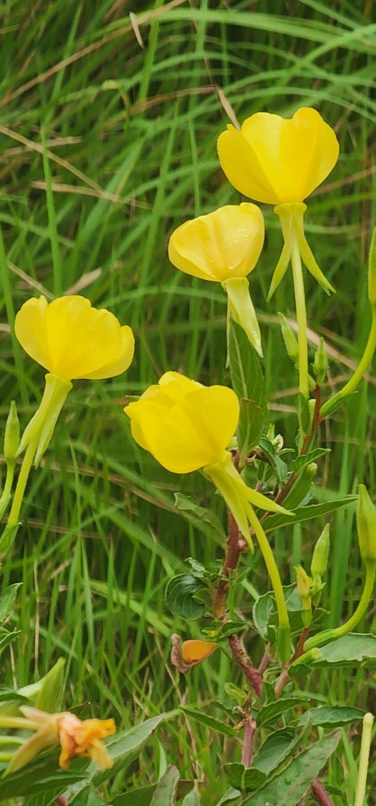 10 Plus Yellow Common Evening Primrose Seeds | Non-GMO | Flower Seeds