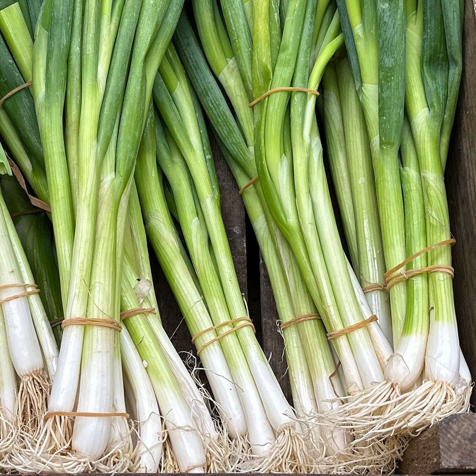 Mr. Fothergill’s Spring Onion Seed Oh Sow Simple, Easy to Grow