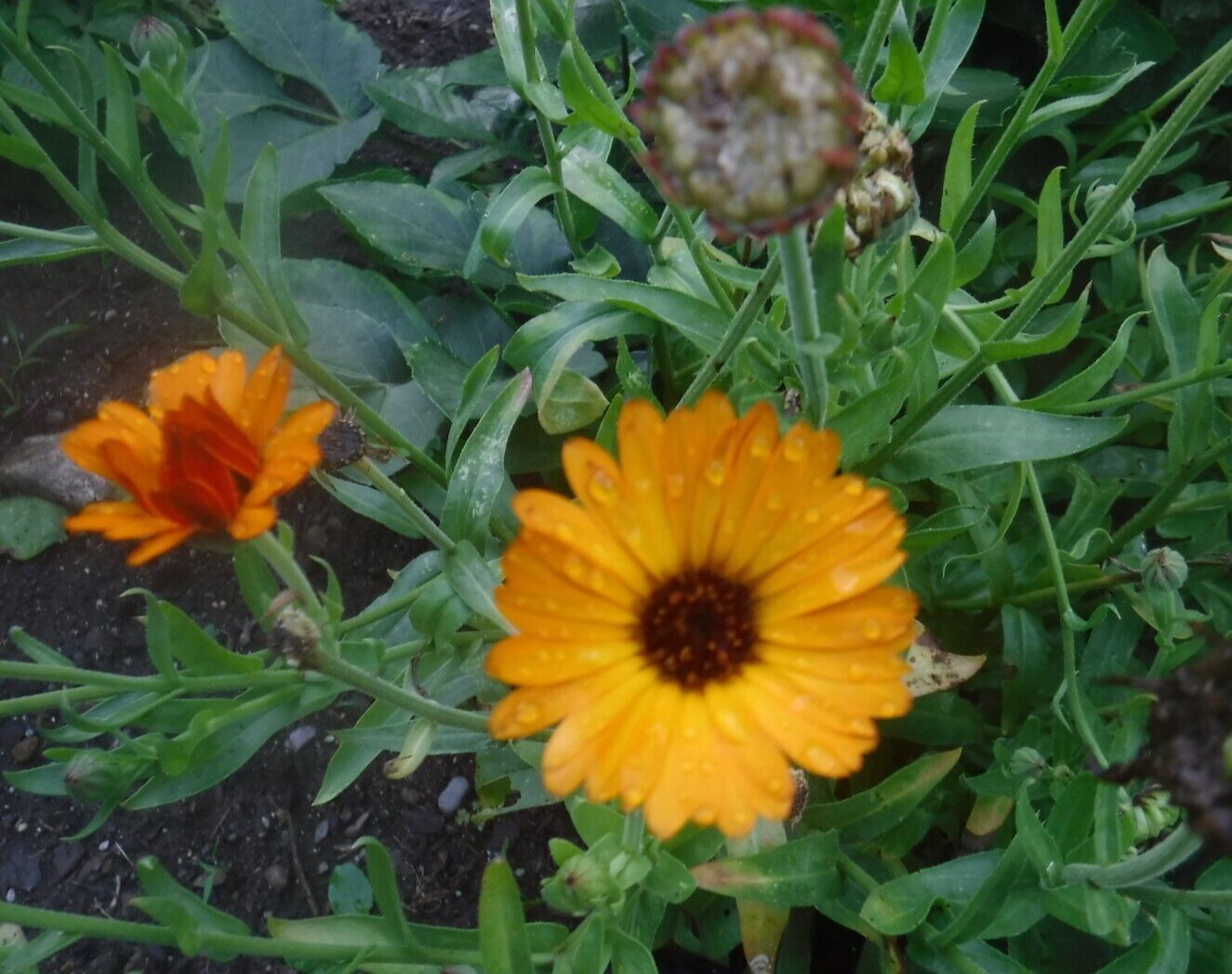 calendula mix 35+ Seeds