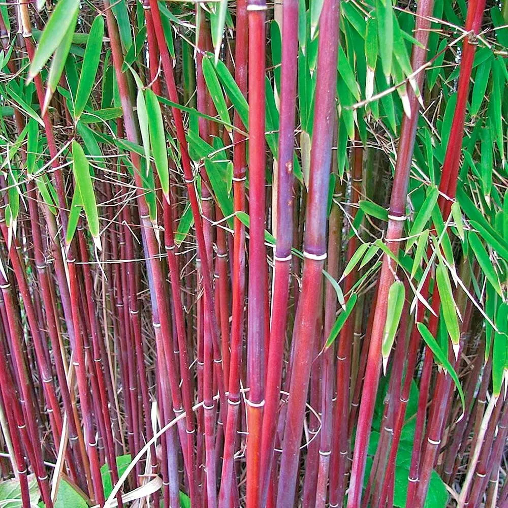 10 STUNNING RED DRAGON BAMBOO SEEDS – Landscape Garden Cover
