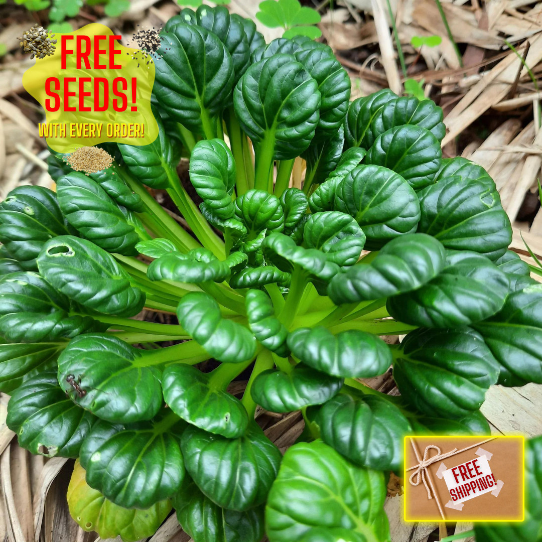 Fresh Tat Soi Asian Cabbage Seeds | Heirloom Non-GMO | Asian Vegetables