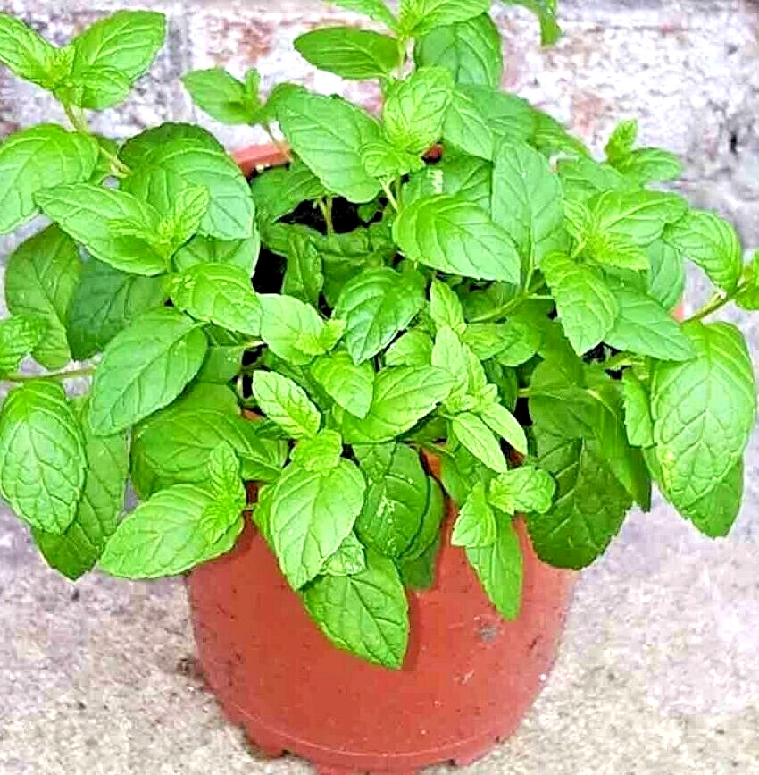 200+ KOREAN MINT SEEDS SPRING PERENNIAL HERB MOSQUITO INSECT REPELLENT HARDY USA