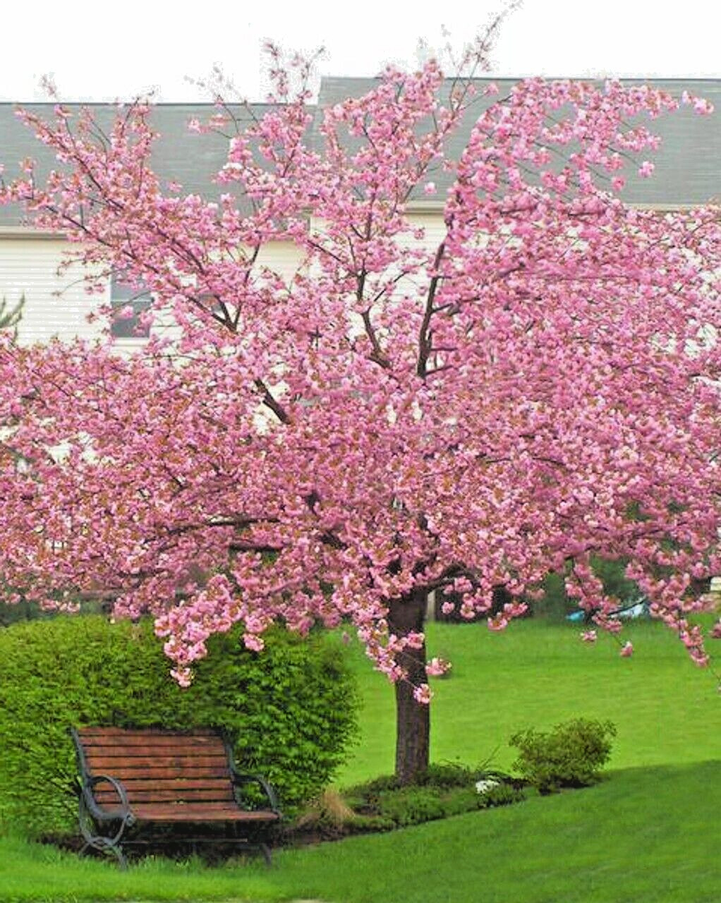 Japanese Flowering Cherry Tree | Premium Seeds | Prunus serrulata | Plants’®