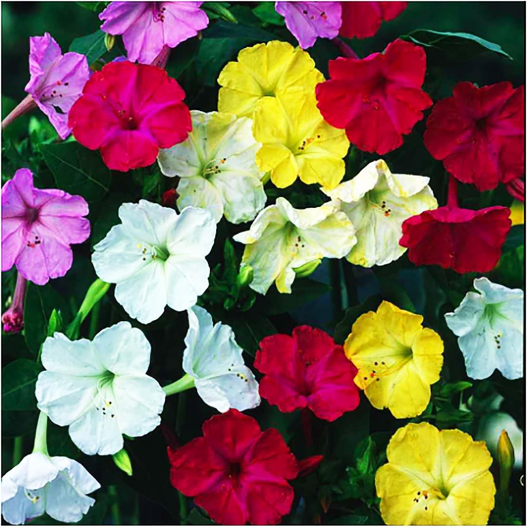 80 Mixed Four O’Clock Seeds – Tender Perennial that Reseeds Easily