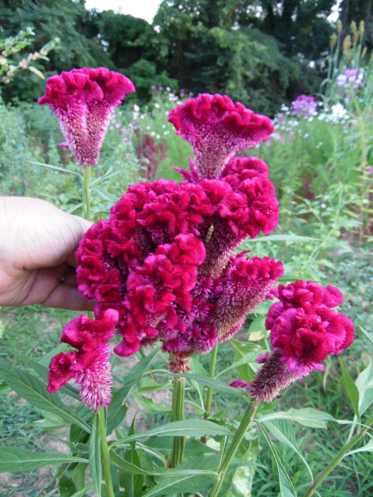 HUGE Brain Celosia CRAZY MIXED COLORS 100 Seeds Comb. S/H OLD AMISH PLANT