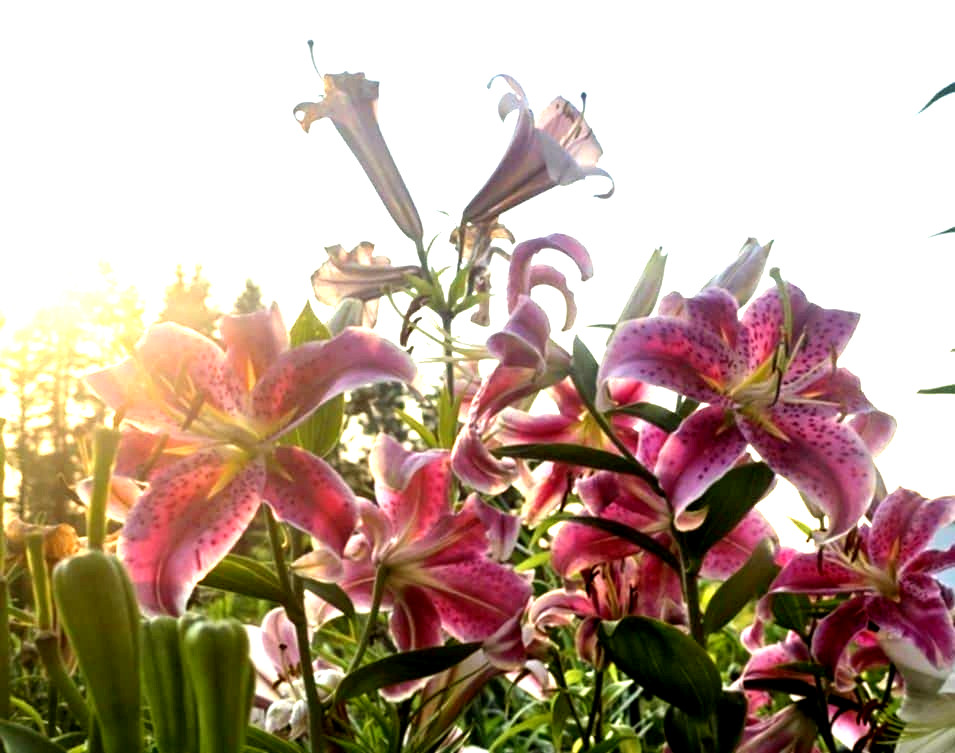 Lily Flower Bulbs 4 Stargazer Pink White Large Exquisite Flowers Spring Plant