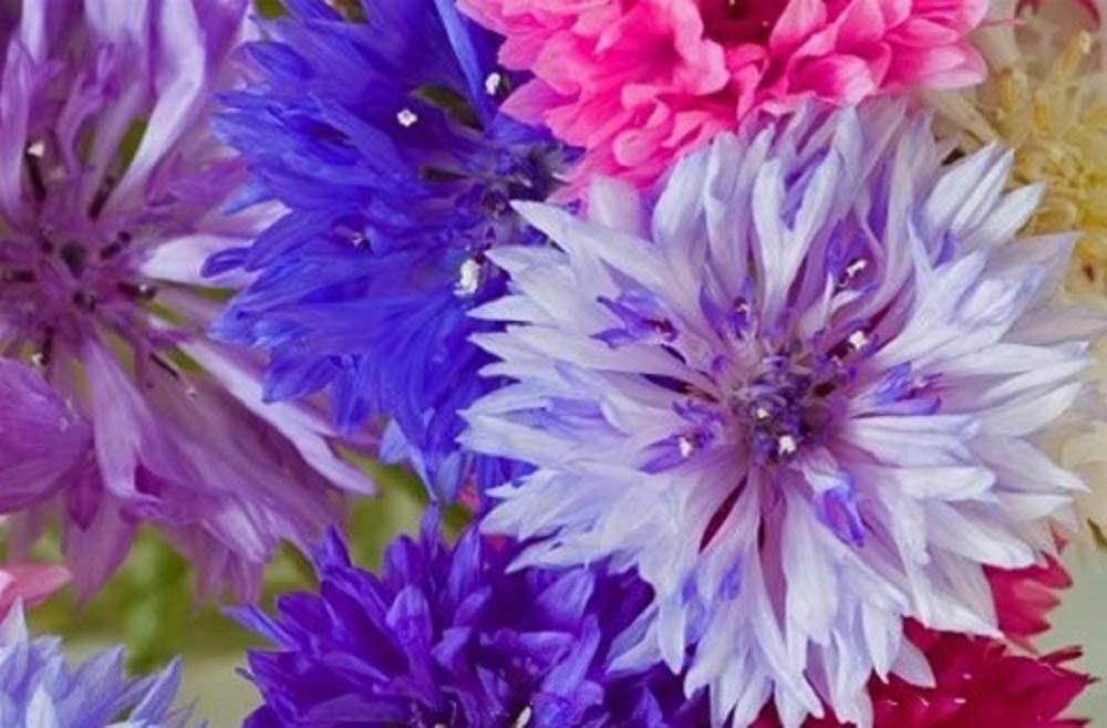 Bachelor Button Seeds, Tall Mix Seeds,”COOL BEANS N SPROUTS” Brand. Home Garden