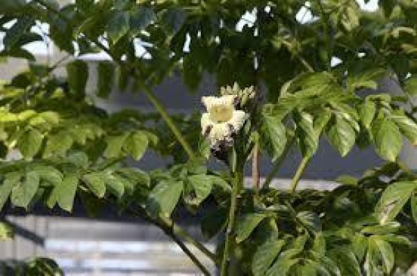 Oroxylum indicum INDIA TRUMPET FLOWER Exotic SEEDS!