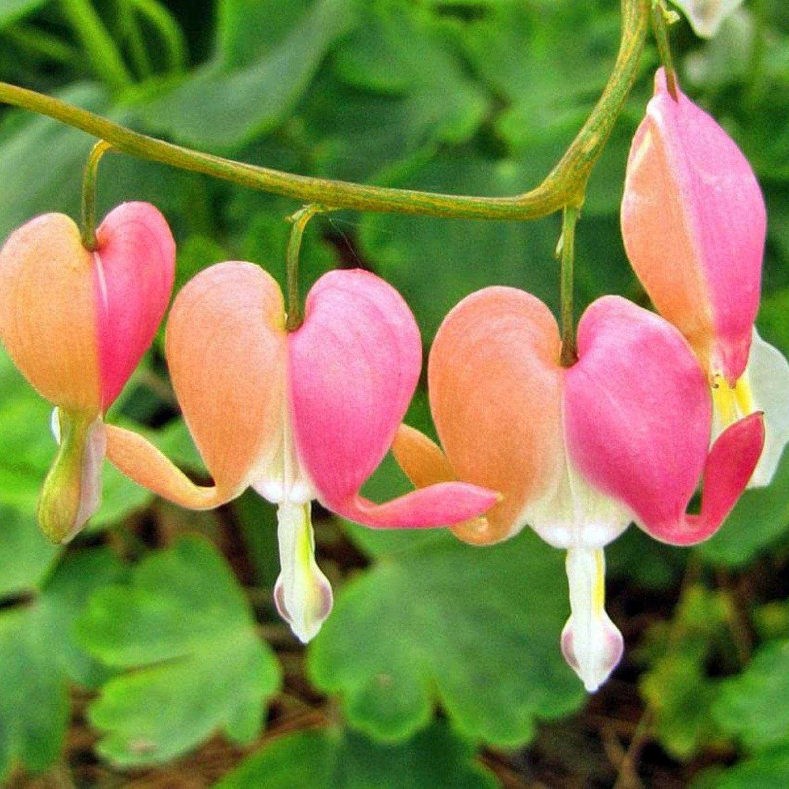 Dicentra Spectabilis Seeds for Planting – 100 Bleeding Heart Seeds Shade Flower