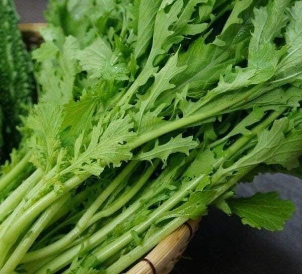 Cai Ngot Duoi Phung Xanh 1000 seeds + 500 Free, easy to Grow Cải Đuôi Phụng