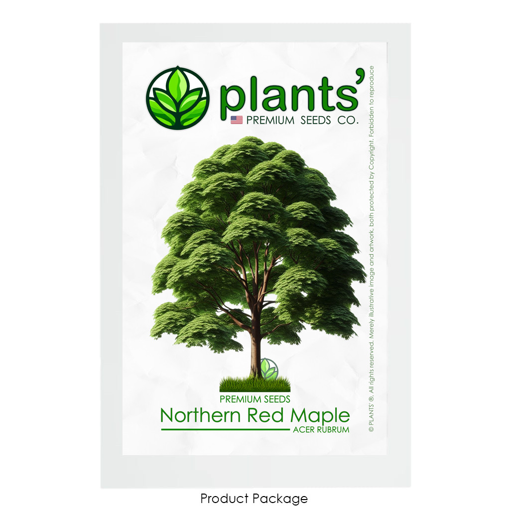 Northern Red Maple Tree | Premium Seeds | Acer rubrum ‘Summer’ | Plants’®