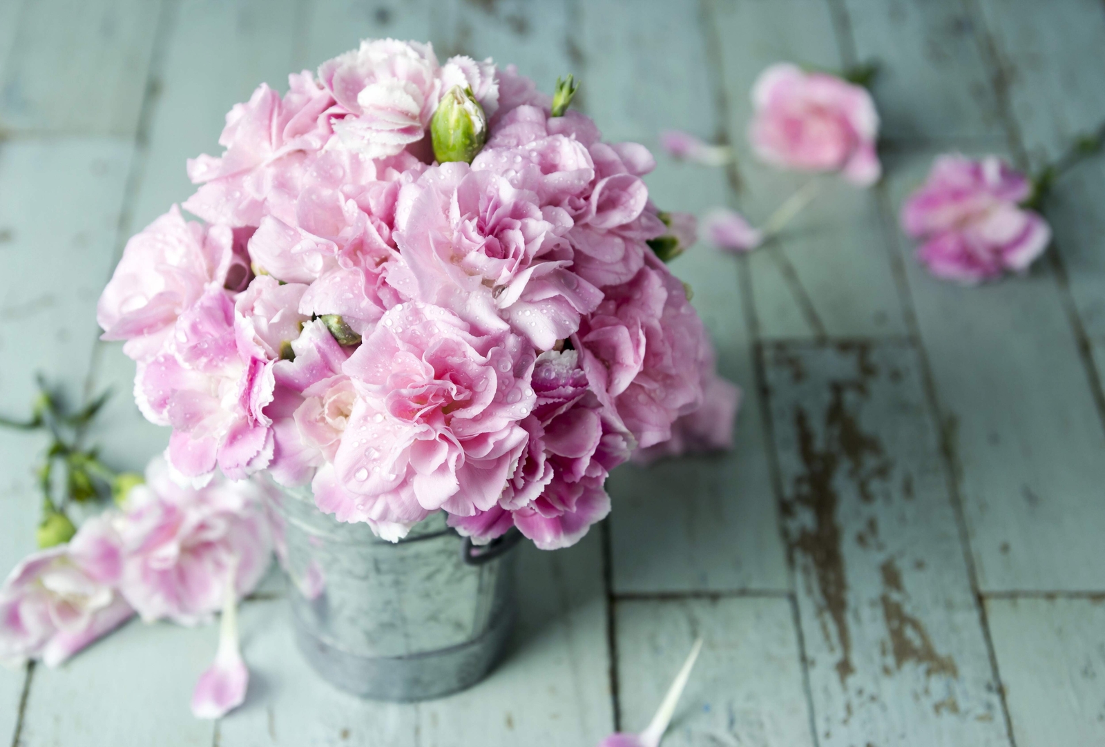 50 La France PINK CARNATION Dianthus Caryophyllus Chabaud Flower Seeds *Comb S/H