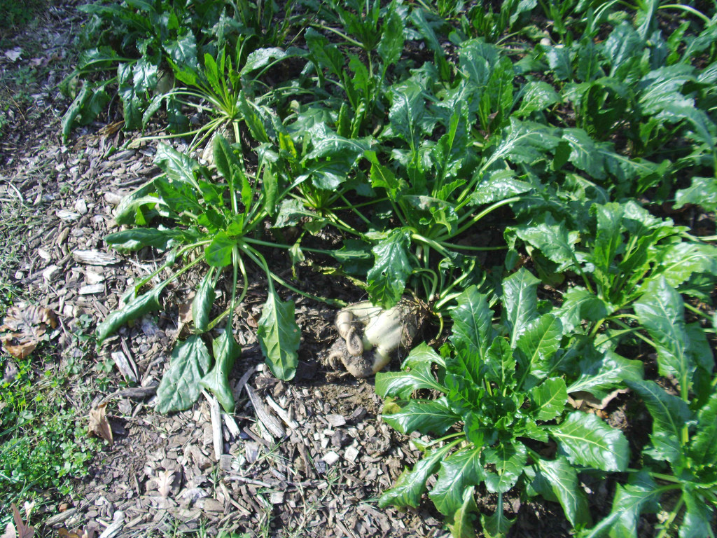 110 SEEDS – beet SUGAR Make your own sugar – GroCo USA – BUY ANY 15-SHIPS FREE!
