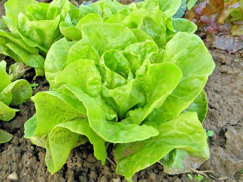 601+TOM THUMB Seeds Romain Leaf Lettuce Organic Spring Fall Garden Container