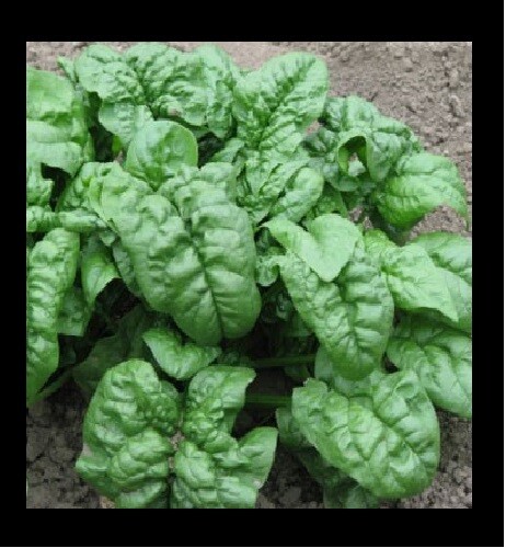 Bloomsdale Spinach 30 – 200 Seeds Longstanding Slow bolt Heirloom Non-GMO