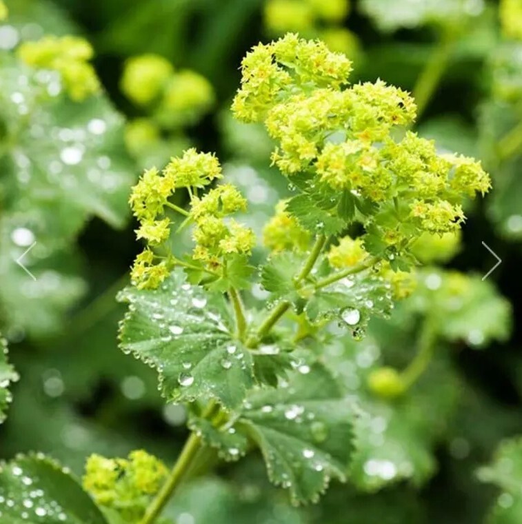 75+ Ladys Mantle Irish Silk seeds