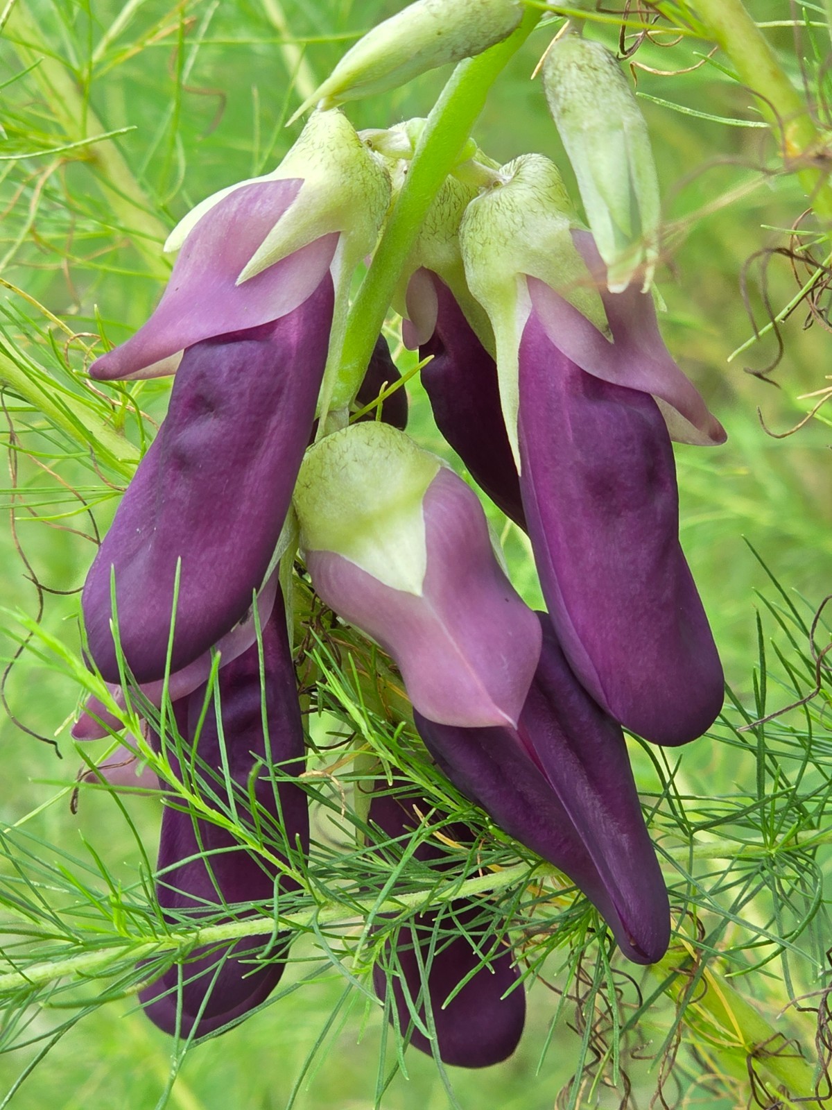 1/2 lb. Organic FL-Grown MUCUNA PRURIENS SEED PODS Whole Velvet Beans