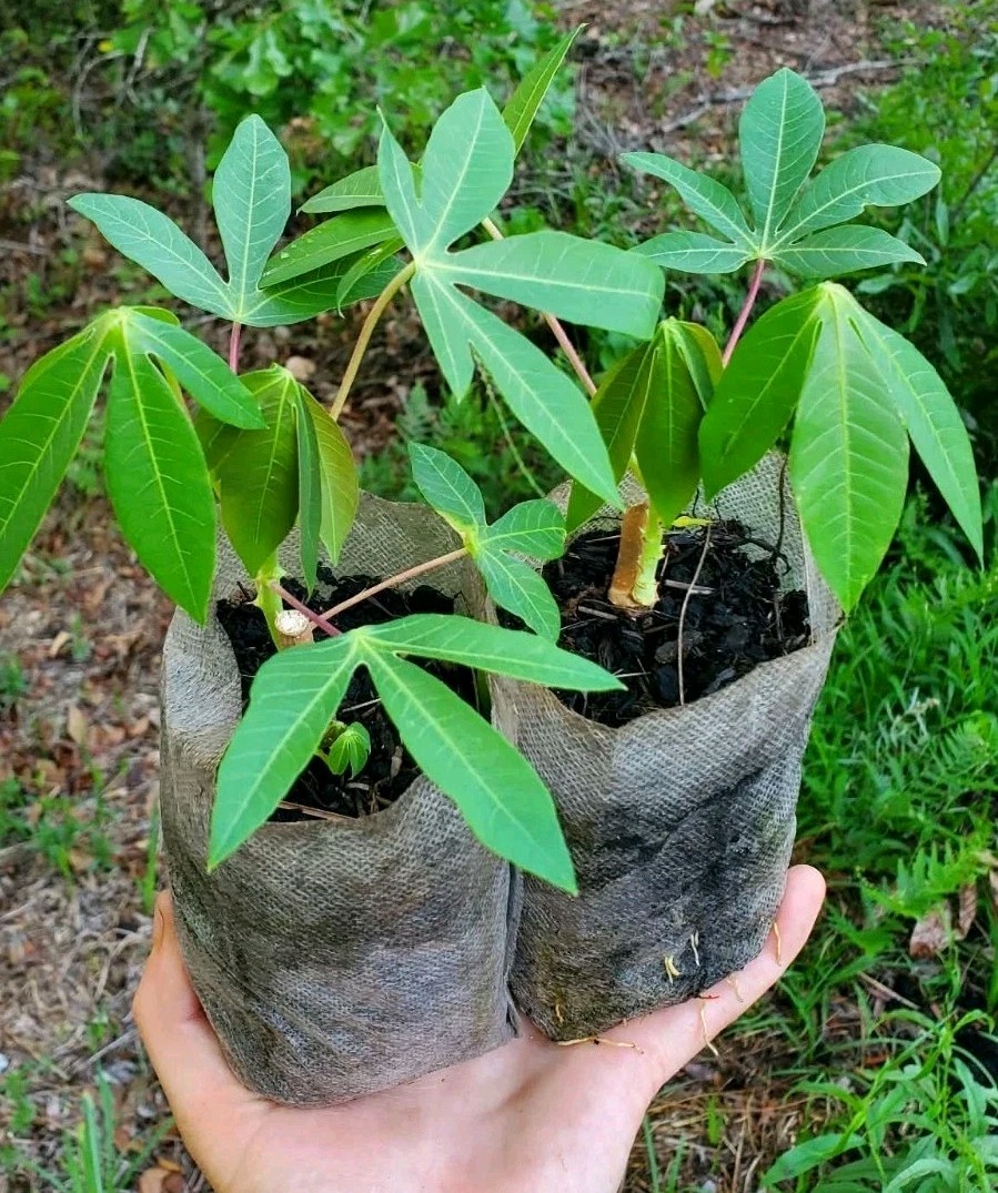 2 x Togo Sweet Cassava Plants / Beyond Organic Yuca