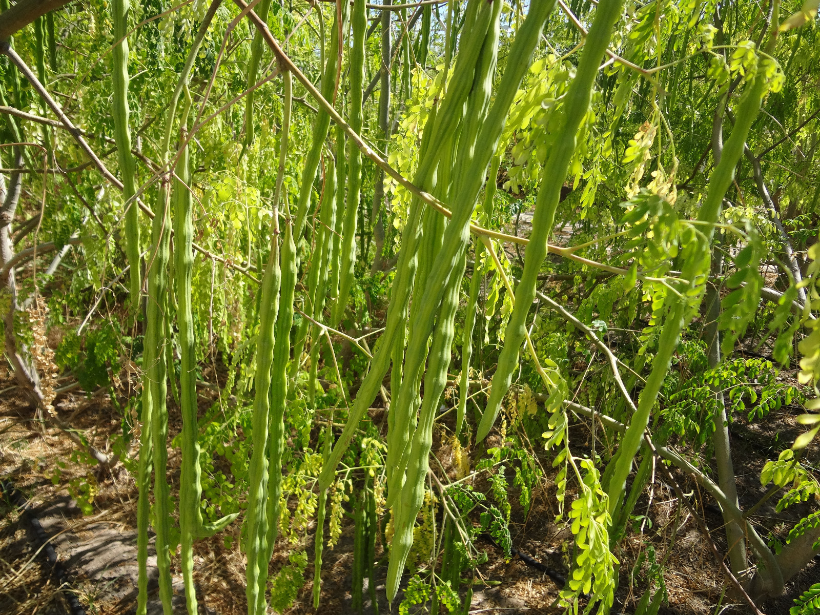 MORINGA Oleifera STX-2 EXTREMELY PRODUCTIVE Best Variety Organically Grown SEEDS