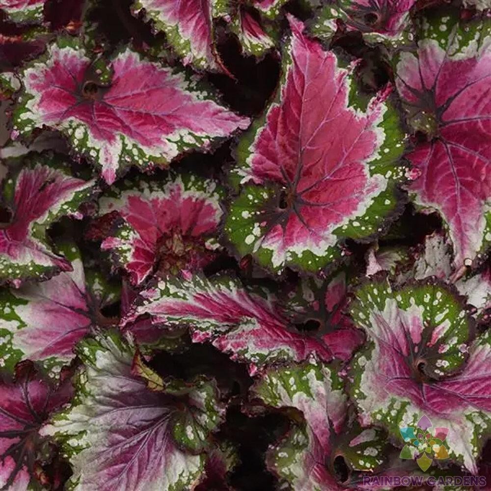 25+ Jurassic Jr Berry Swirl Rex Begonia Seeds for Garden – USA – FREE SHIPPING!