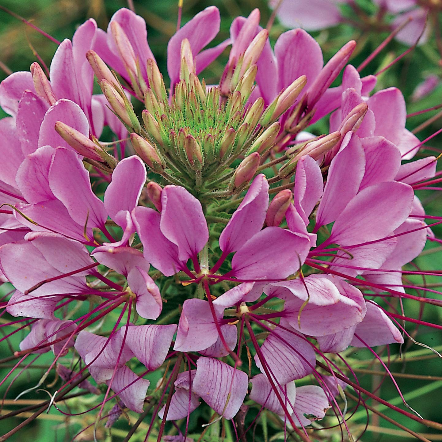 Violet Cleome Seeds 1000 Pcs Annual Flower Seeds with Large, Airy, Spidery B…