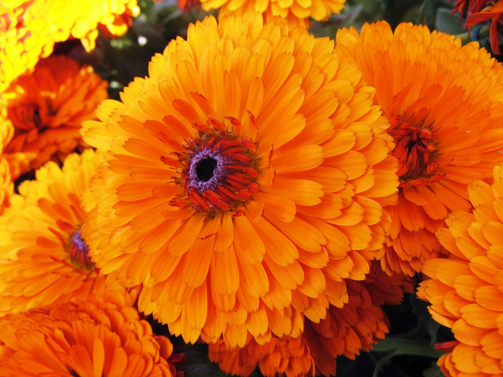 500 PACIFIC Beauty ORANGE MARIGOLD Calendula Officinalis Flower Seeds