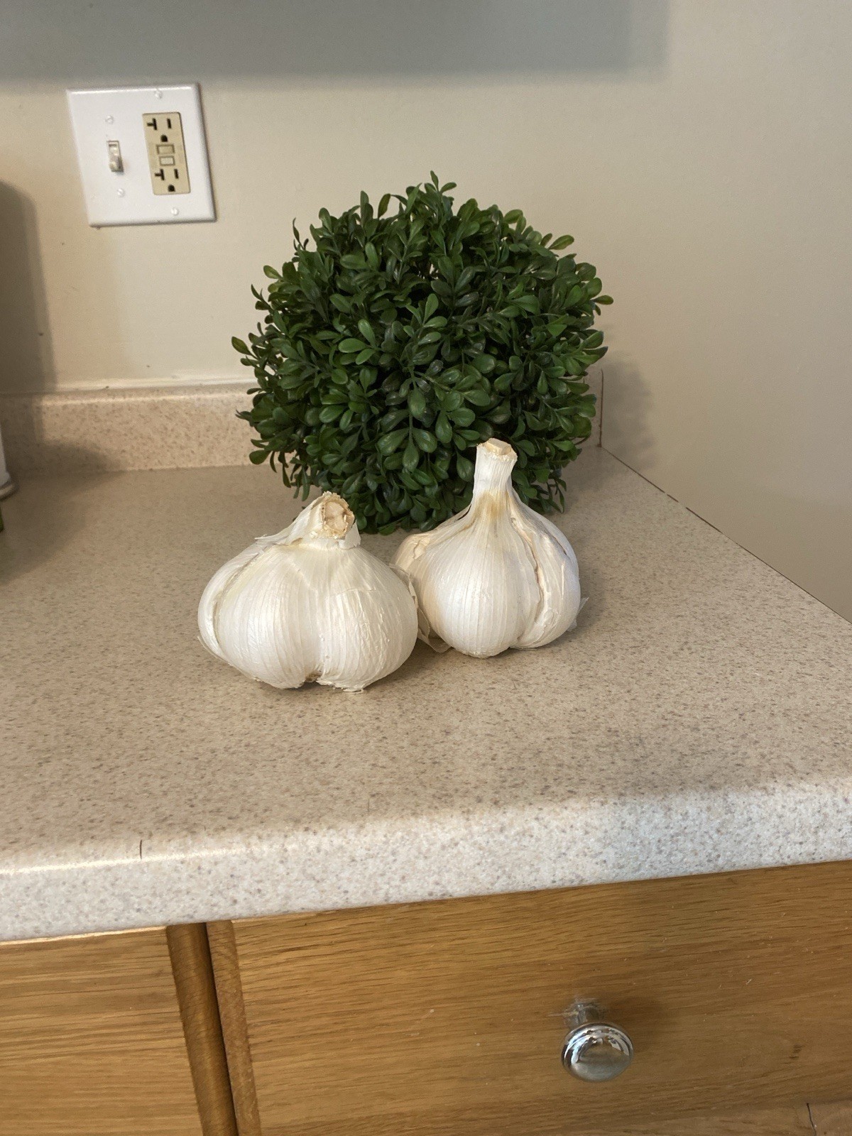 Elephant Garlic Bulbs 3 Large Size! Great for Eating Or Planting Spring To Fall