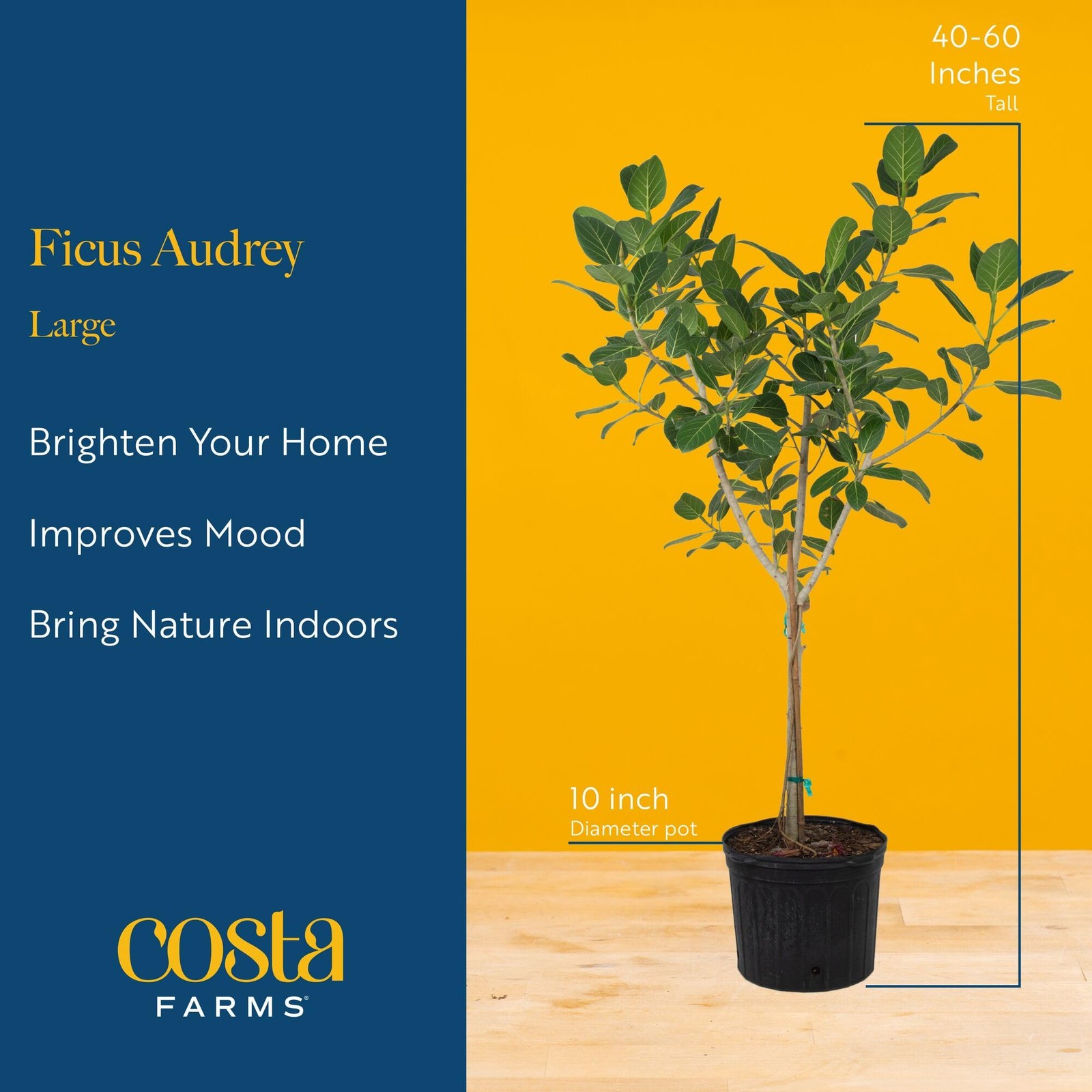 Ficus Audrey Tree Live Plant in Decorative Pot, Large Indoor Houseplant, Perf…