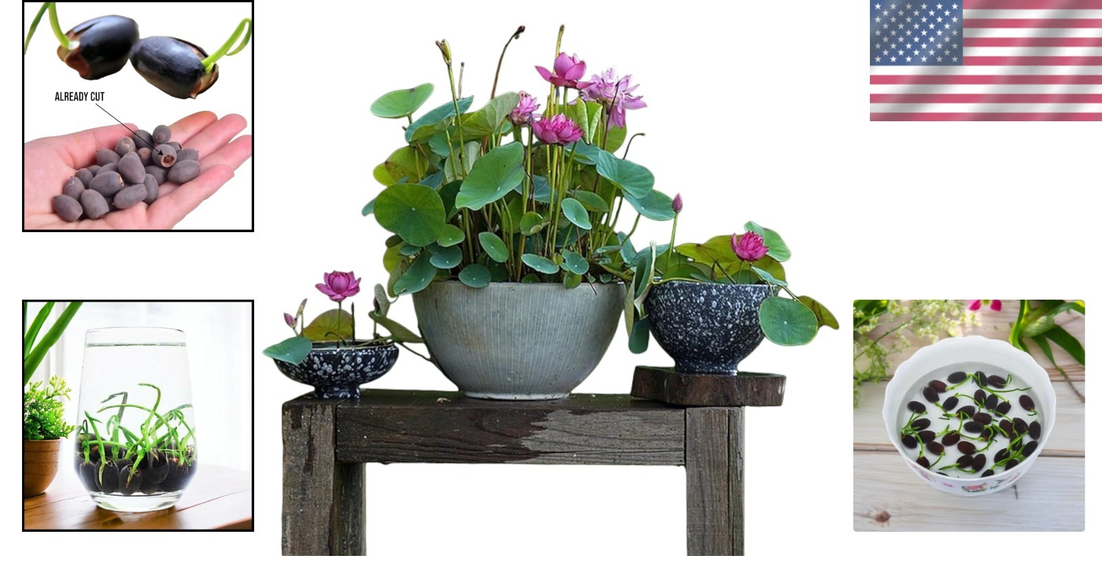 Beautiful Aquatic Lotus Seeds 12pcs – Grow Stunning Flowers Indoors or Outdoors