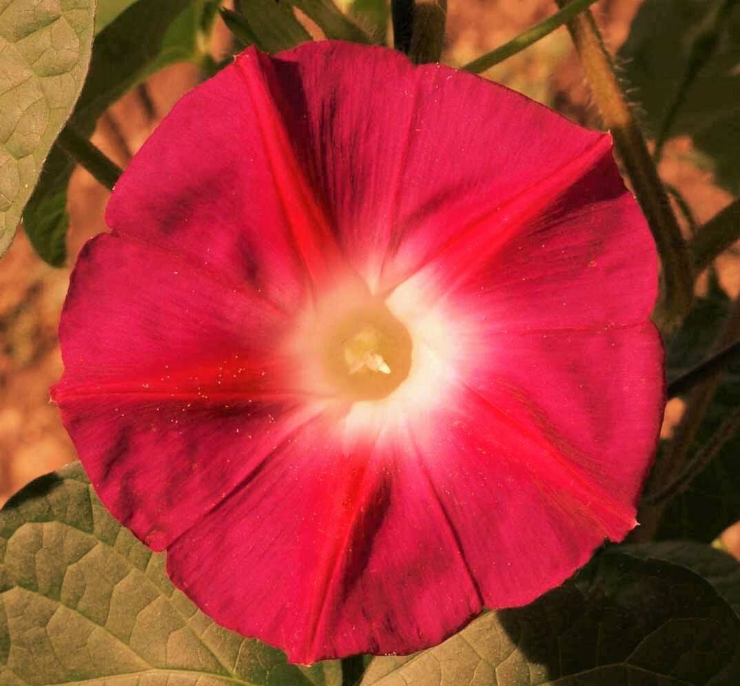 Scarlet Morning Glory Seeds | Ipomoea O Hara Garden Vining Red Flower Seed 2024