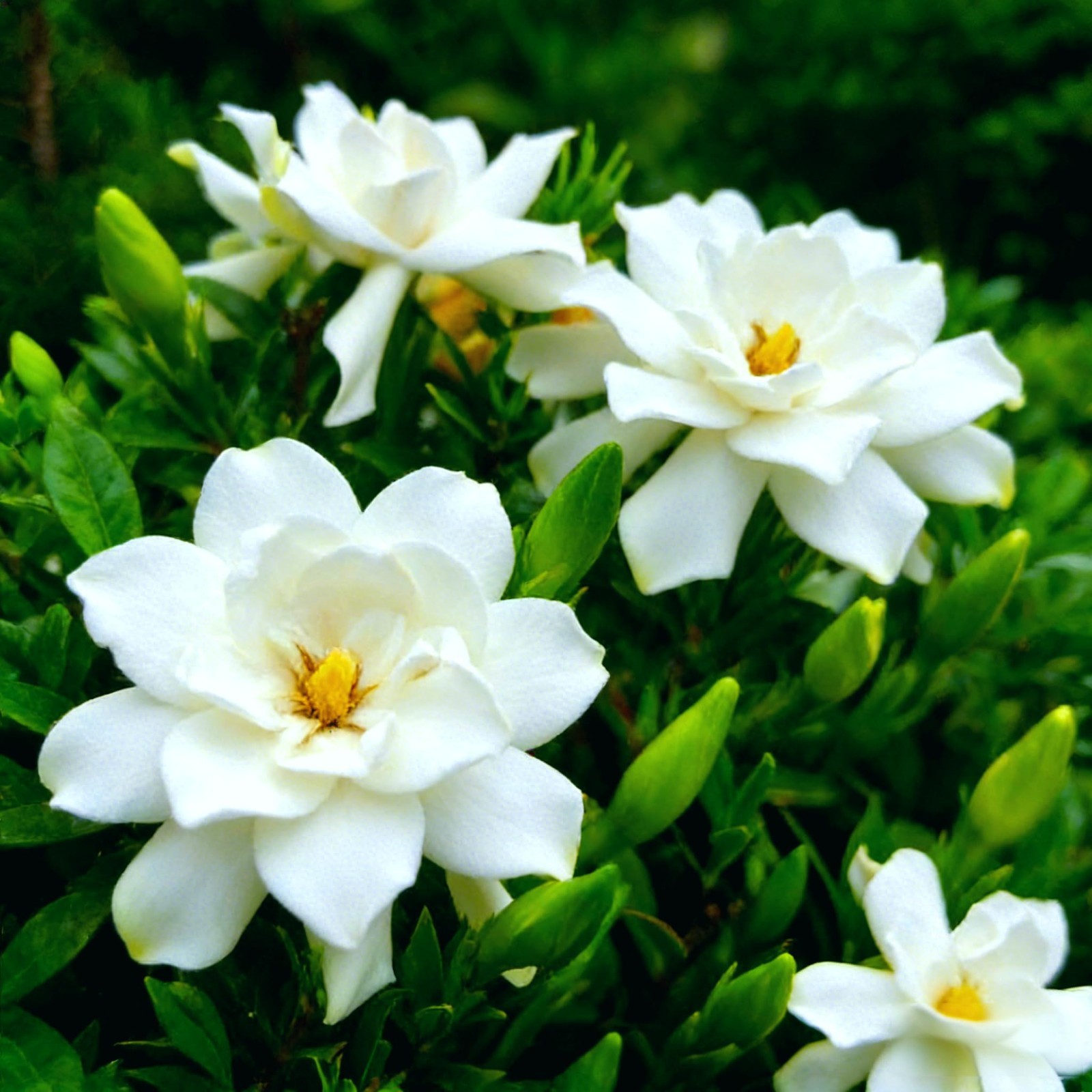 200+ Gardenia Seeds – Fragrant Evergreen, Non-GMO, Heirloom White Blooms for Gar