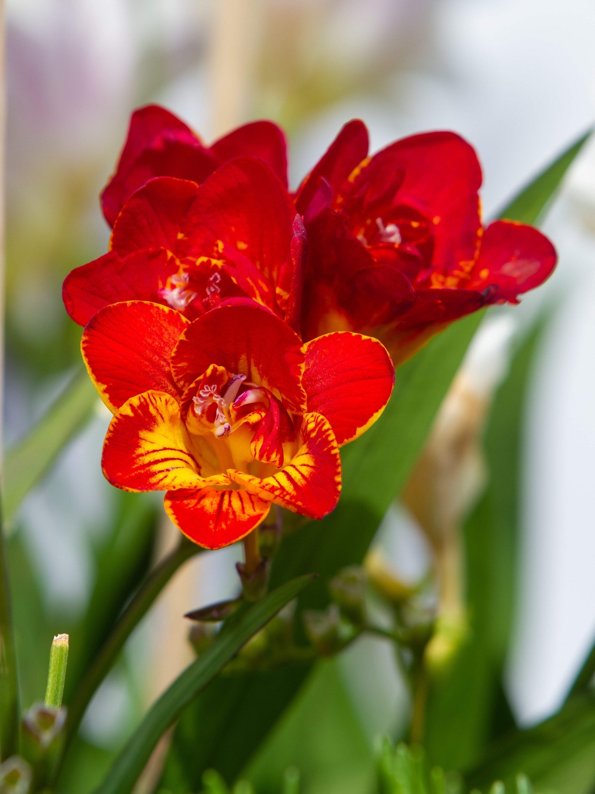 5 ROYAL CHAMPION MIX FREESIA Mixed Colors Pink Blue Purple Yellow + Flower Seeds