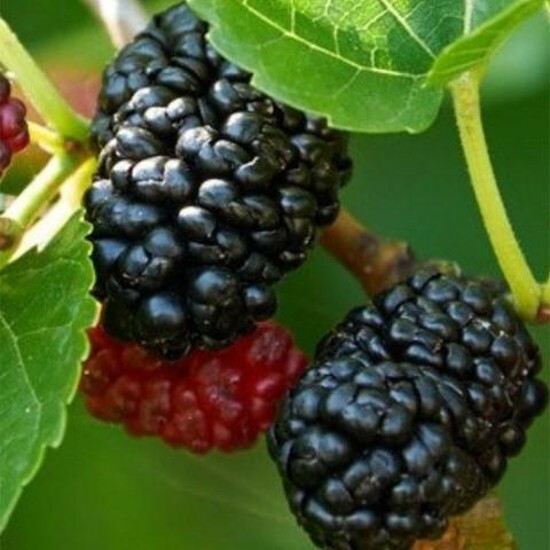 Nigra Morus Dwarf Everbearing Mulberry Live Plant Super Sweet Fruit 4″ Pot