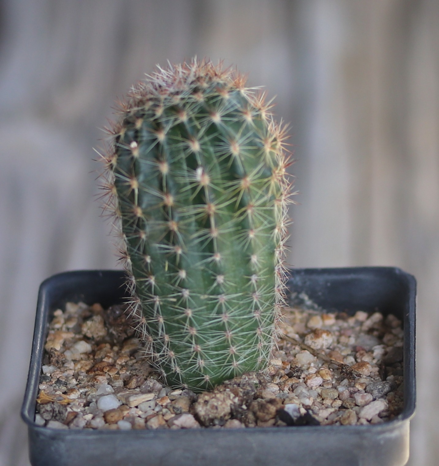 Echinopsis hybrid ‘Peach Festival’