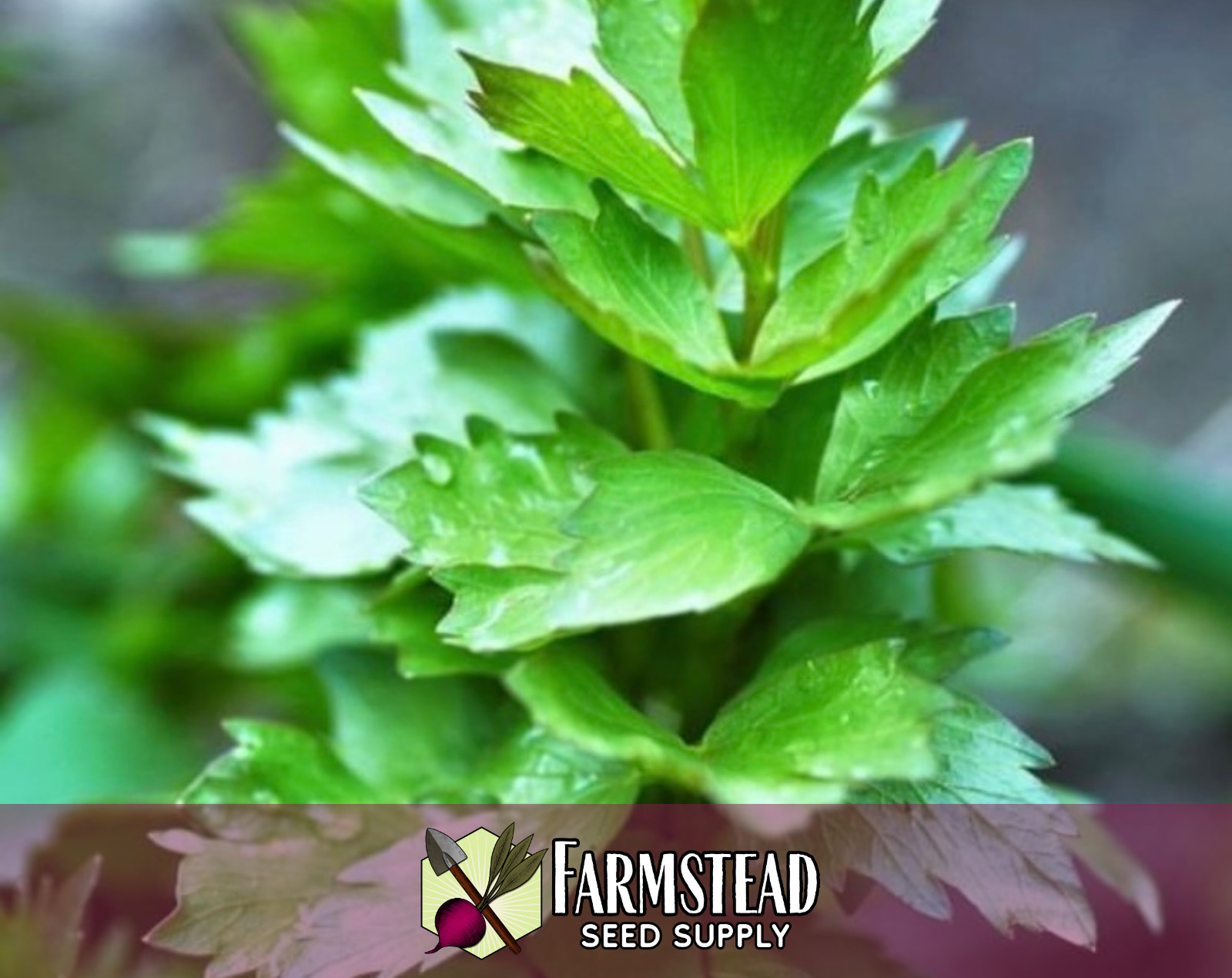 550+ Lovage Seeds | Unique Herb Gardening Seed Packet for Planting, USA