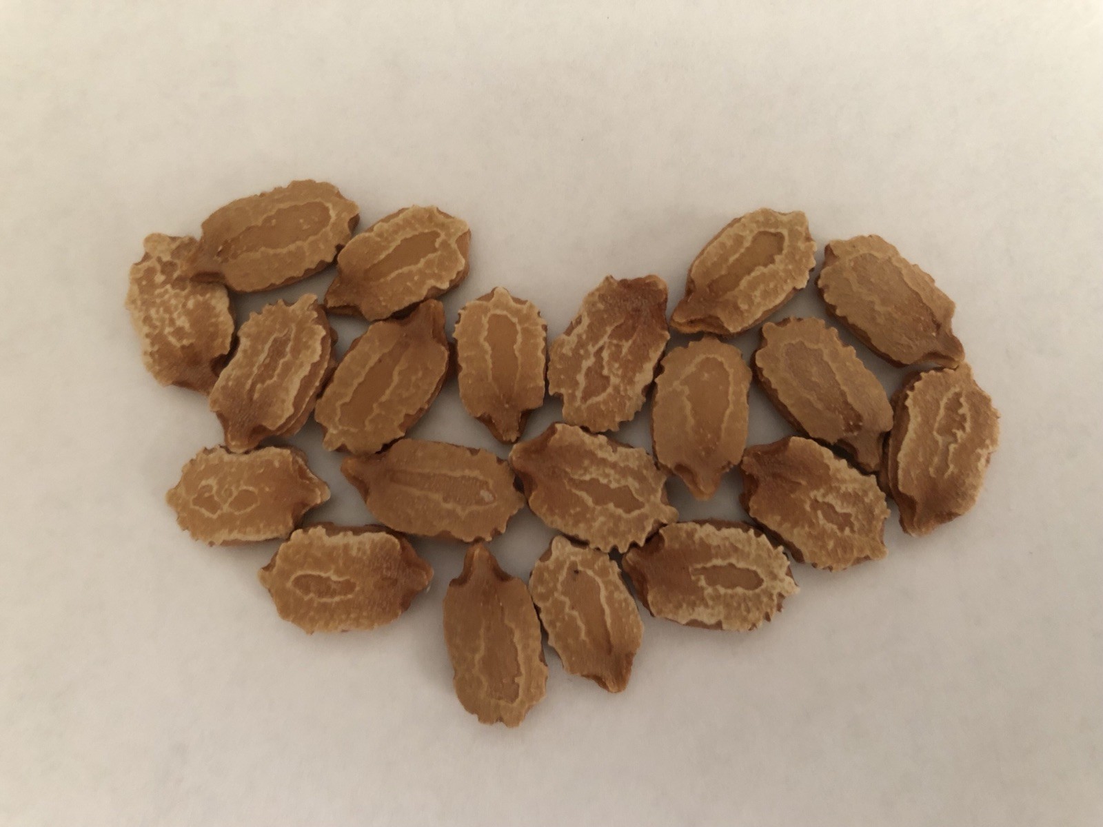 20 Pcs BitterMelon Seeds Fresh Harvested Ready To Plant U.S. Seller