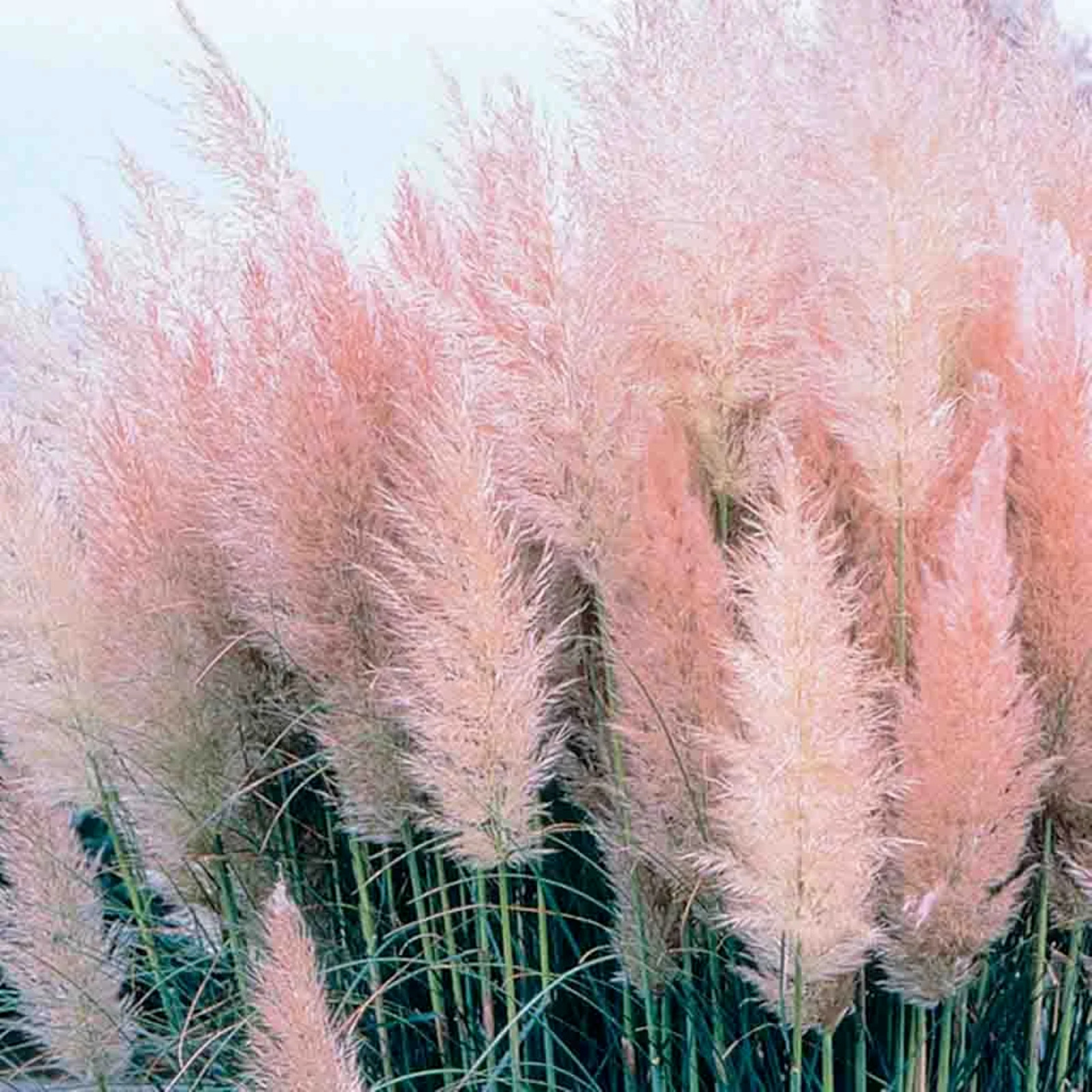 Rare Pink Pampas Grass Ornamental Grass seeds, Hardy Perennial Flower Seeds wed