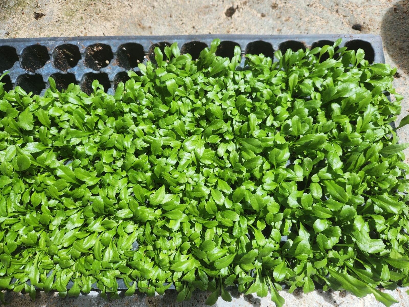 1,000+ Seeds, Recao de Puerto Rico, Culantro, ngo-gai, long coriander, Sofrito