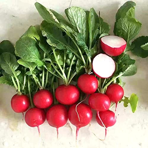 Cherry Belle Radish Seeds – 500+ Non-GMO Heirloom, Fast Growing, Red,White