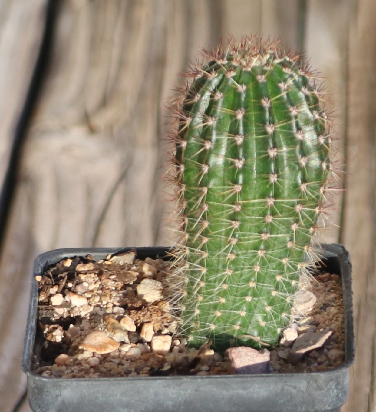Hildewintera ‘Humke’s Ro Ro’