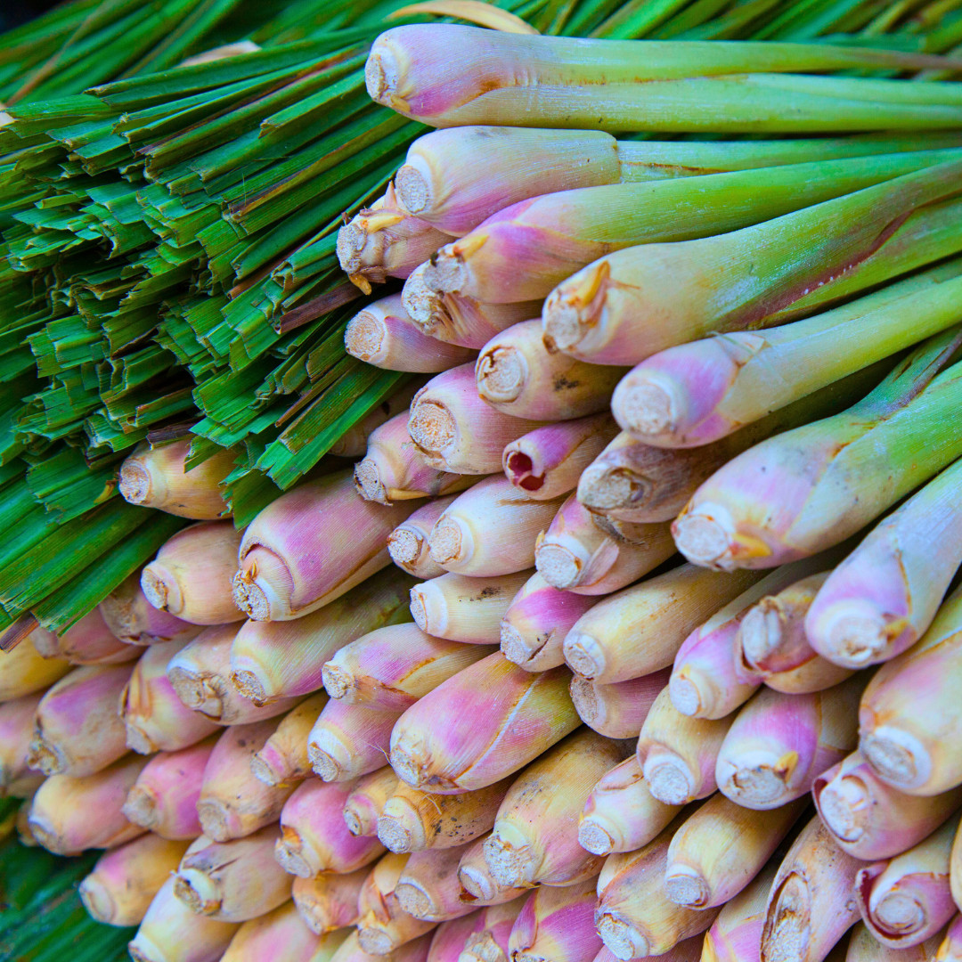 Fresh Lemongrass Herb Seeds | Xiang Mao | Heirloom Non-GMO | Asian Herb Seeds
