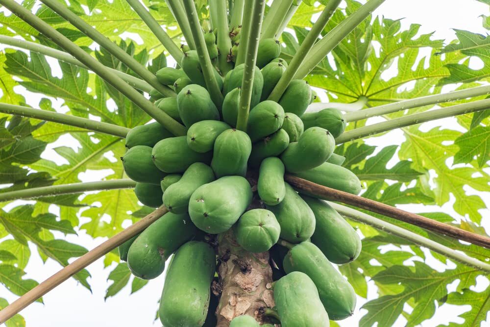 Papaya Tree Seeds for Planting – 5 Seeds – Carica Papaya “Honeydew”