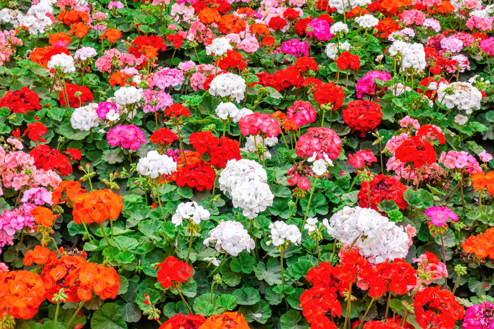 10 MIXED COLORS GERANIUM Pelargonium Zonale Pink Purple Red Salmon Flower Seeds