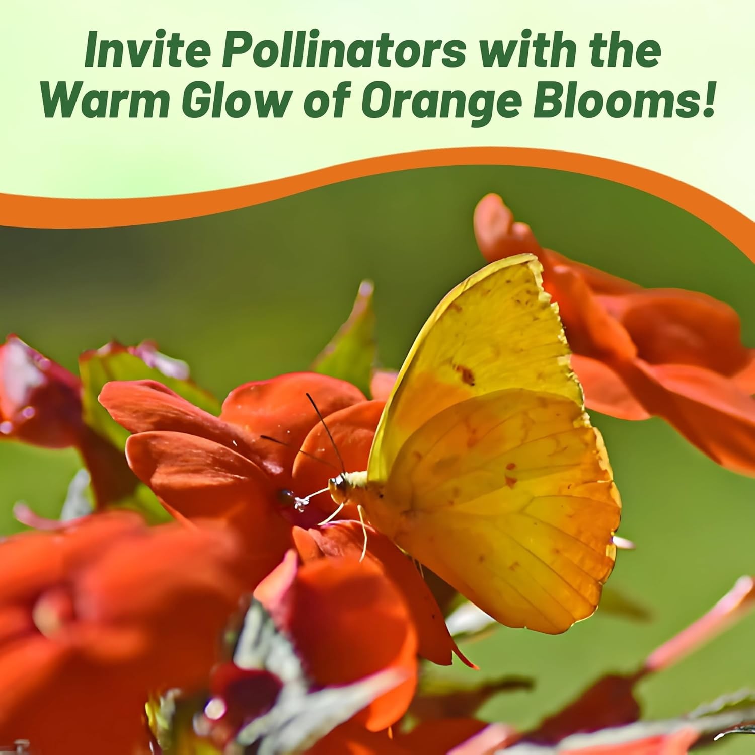 75 Seeds Orange Impatiens Beacon Garden Flower Seeds