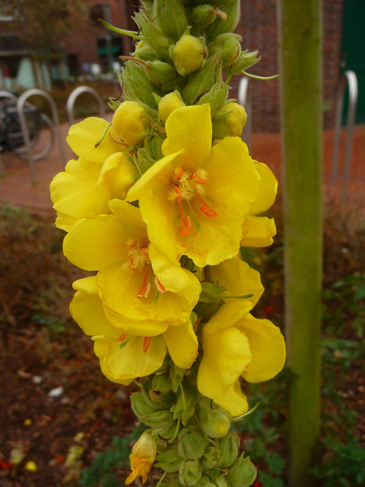 1000 Mullein Seeds – Verbascum thapsus – Herb – Great Mullein