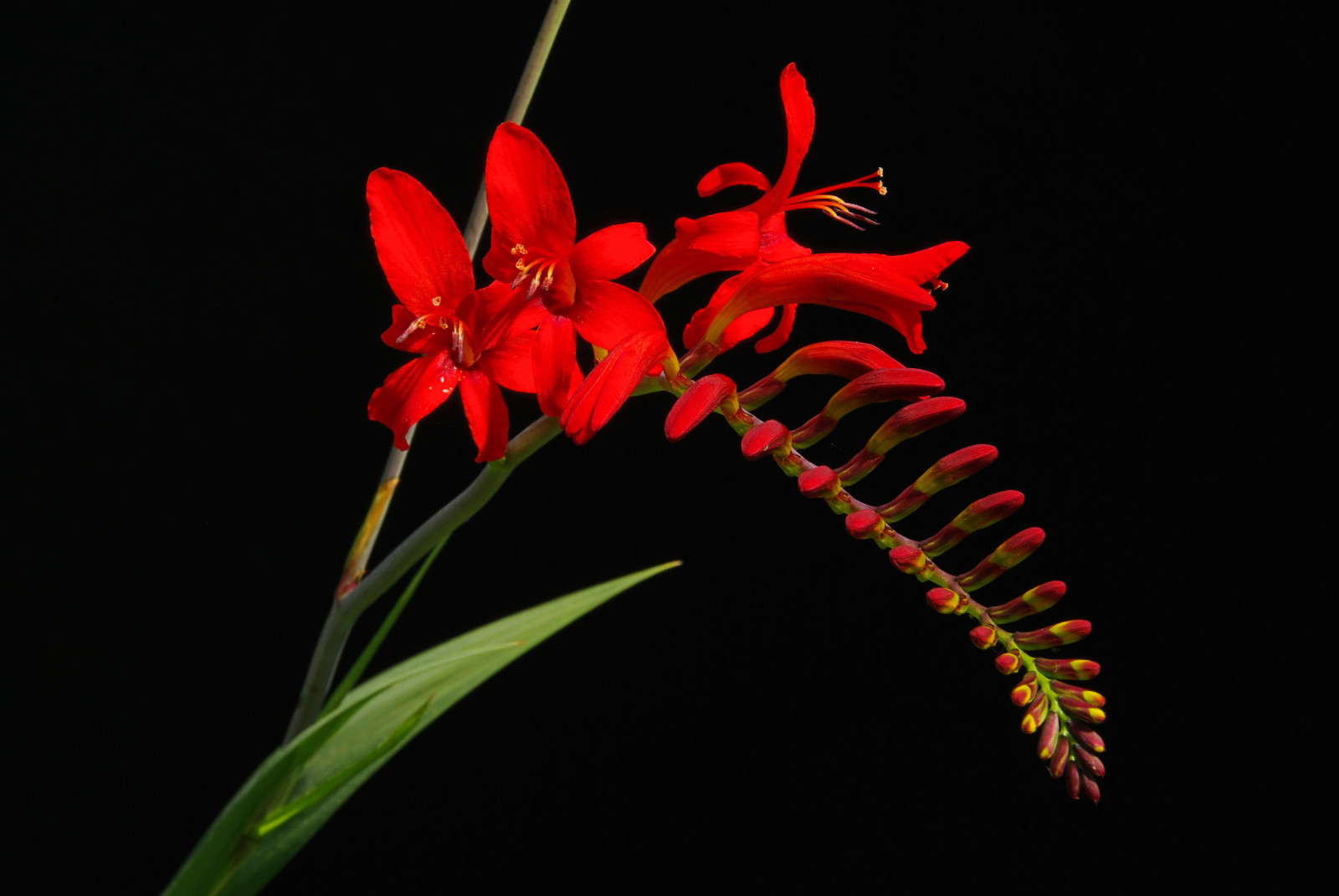 CROCOSMIA LUCIFER 100 SEEDS, bright red flowers, EZ to grow seeds, USA seller