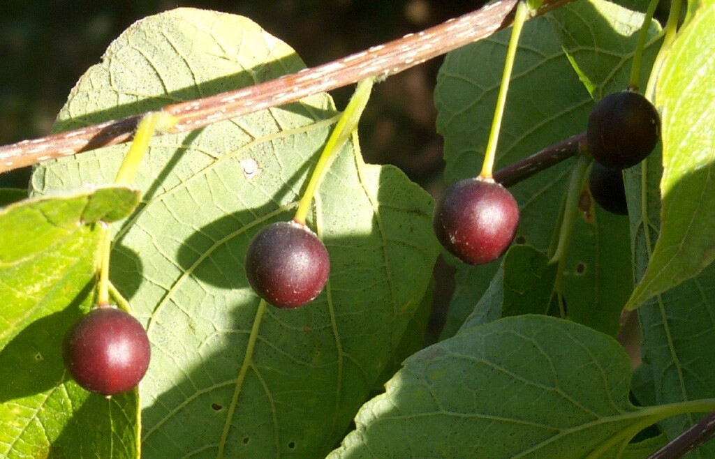 Hackberry, Celtis occidentalis, Tree Seeds