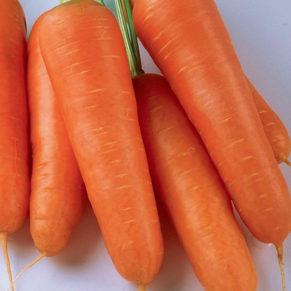 350 KURODA SHIN CARROT SEEDS FRESH HARVEST FOR 2024 GARDENS